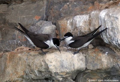 Bridled Tern, adult