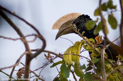 Silvery-cheeked Hornbill (Ceratogymna brevis)