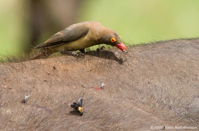 Red-billed Oxpecker