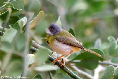 Yellow-breasted Apalis, spotted form