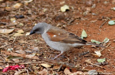 Grey-headed Sparrow