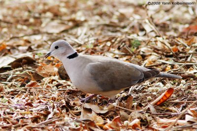 Ring-necked Dove
