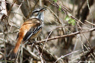 Red-backed (White-browed) Scrub-Robin, singing