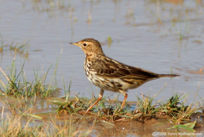 Anthus cervinus