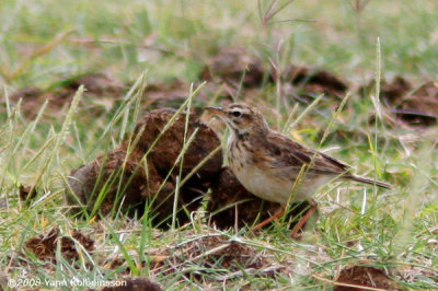 Anthus cinnamomeus