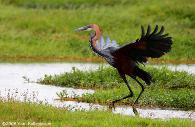 Ardea goliath