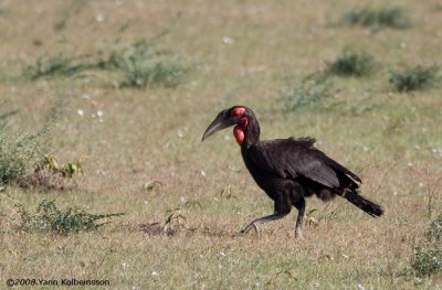 Bucorvus leadbeateri