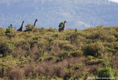 Giraffa camelopardalis