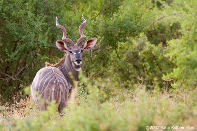 Tragelaphus imberbis