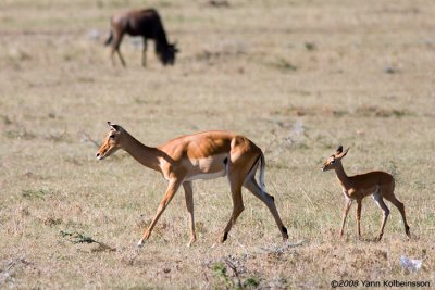 Aepyceros melampus