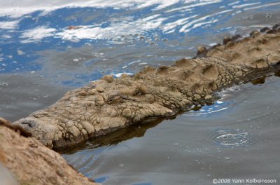Crocodylus niloticus