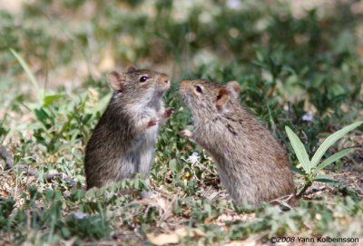 Unidentified mice (Masai Mara)
