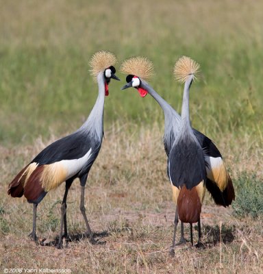 Grey Crowned-Cranes