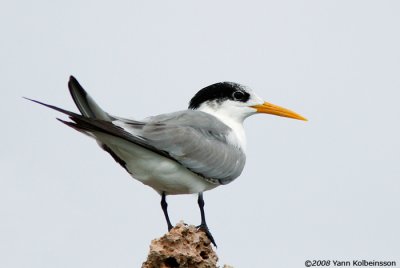 Lesser Crested Tern