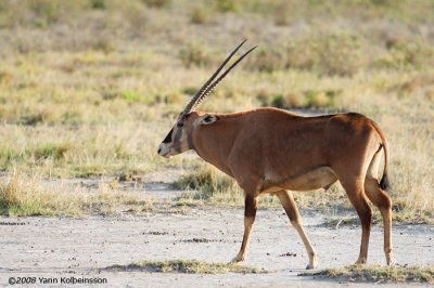 Oryx beisa