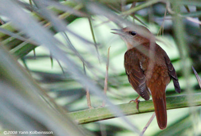 Common Nightingale, possibly ssp. africana