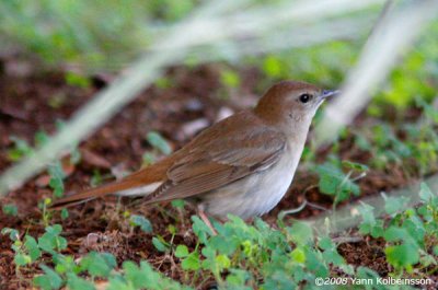 Common Nightingale, possibly ssp. africana