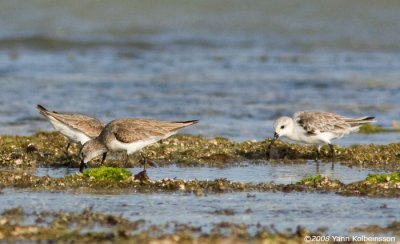 Calidris ferruginea - C. alba