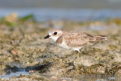 Charadrius leschenaultii