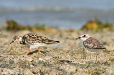Greater Sandplover, with a Ruddy Turnstone