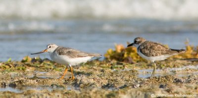 Terek Sandpiper, with a Greater Sandplover