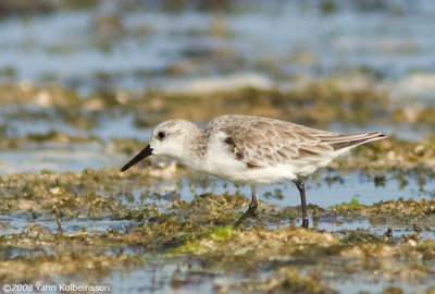 Sanderling, non-breeding