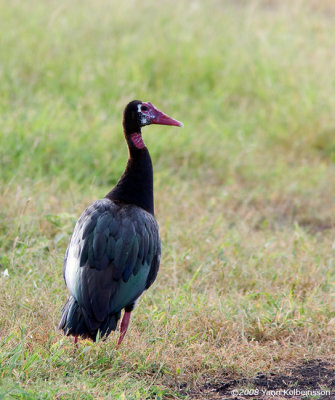Spur-winged Goose, male