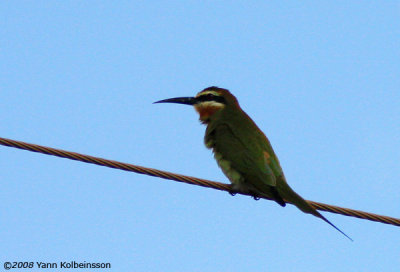 Madagascar Bee-eater (Merops superciliosus)