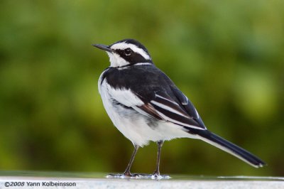 African Pied Wagtail, adult