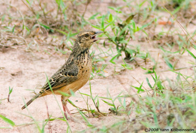 Flappet Lark (Mirafra rufocinnamomea)