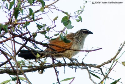 White-browed Coucal (Centropus superciliosus)