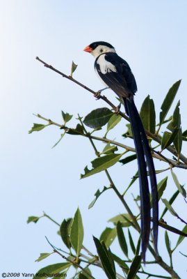 Pin-tailed Whydah, breeding male