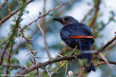 Red-winged Starling, female