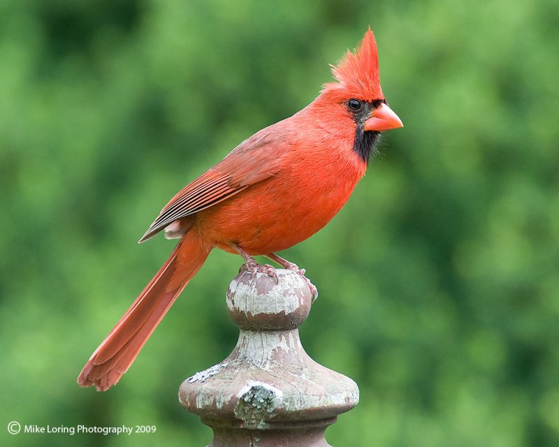 Male Cardinal_1007.jpg