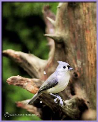 _2480 Titmouse.jpg