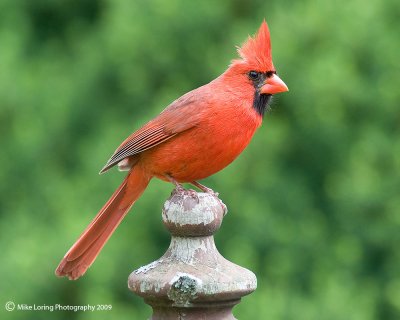 Male Cardinal_1007.jpg