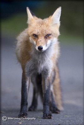 Red fox _3763.jpg
