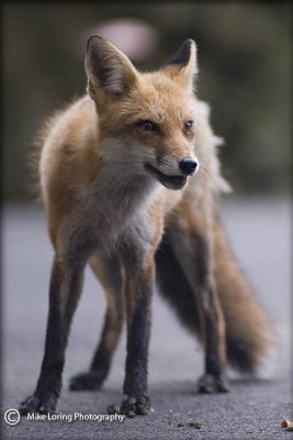 Red fox _3673.jpg