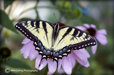 tiger swallow tail_3616.jpg