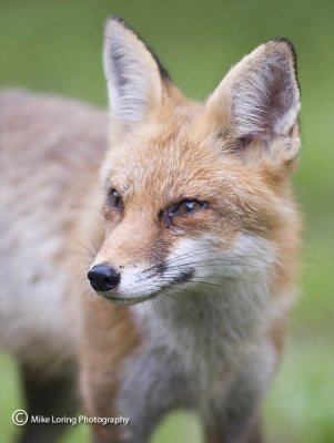 red fox _3642.jpg