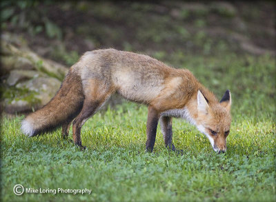 red fox _3737.jpg