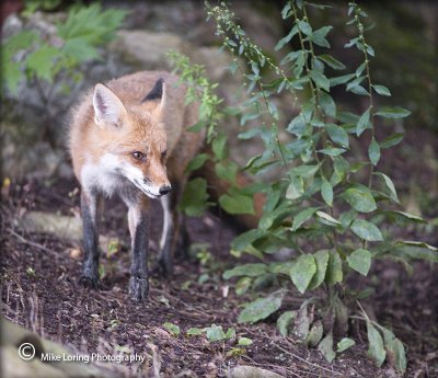 red fox _3710.jpg
