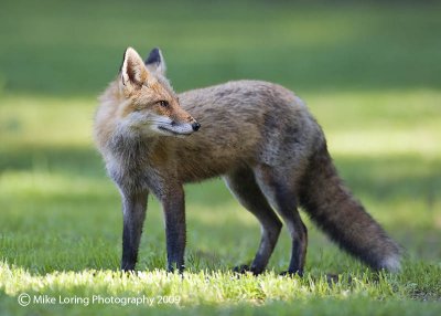 _1480red fox.jpg