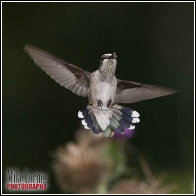 humming bird 1.jpg