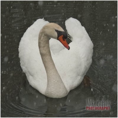 snow1151swan.jpg