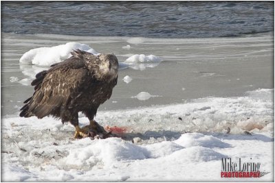 eagle duck3_10958.jpg