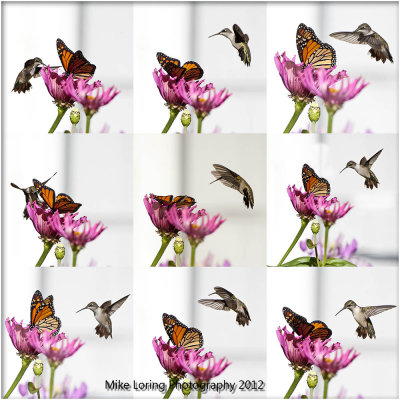 humming bird monarch.jpg