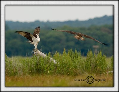 osprey 2 .jpg