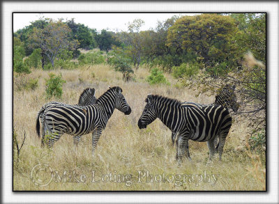 ZebrasP6064058.jpg