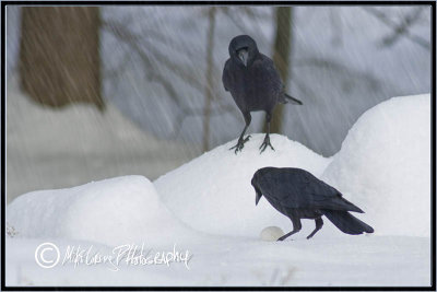 snow 2 crows and an egg copy.jpg